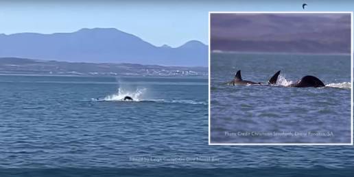 Primera filmación de una orca devorando a un gran tiburón blanco