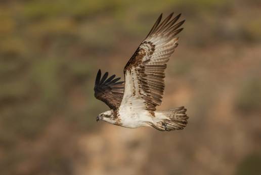 Canarias despliega un proyecto para impulsar la protección del águila pescadora