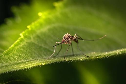 Un estudio constata la presencia del mosquito tigre en las provincias de Granada y Málaga durante gran parte del año