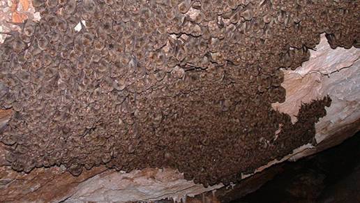 El calentamiento global altera la hibernación de los murciélagos, según un estudio