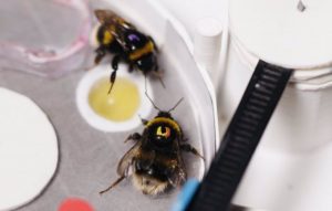 Aprendizaje social en abejorros que se creía exclusivamente humano