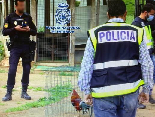Diez meses de cárcel por maltrato animal para dos organizadores de peleas de gallos