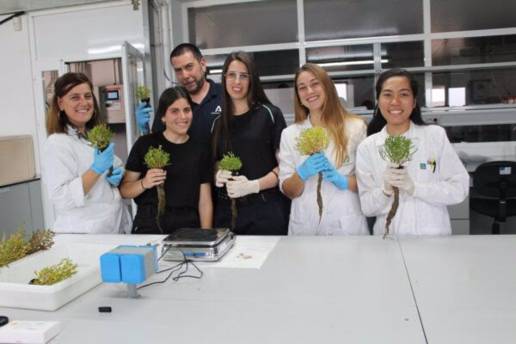 Diseñan un circuito de cultivo que aprovecha residuos de acuicultura para abonar salicornia