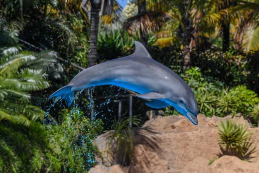 Tenerife acoge a partir de este martes la conferencia europea de mamíferos acuáticos