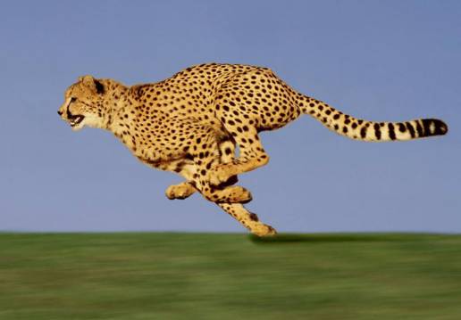Explicación a que los animales medianos sean los más veloces