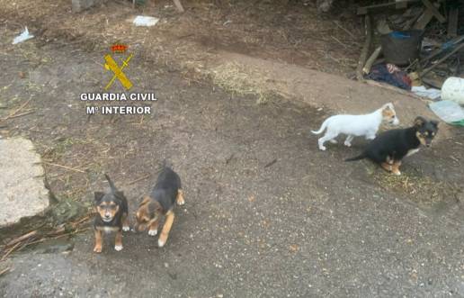 Investigan a un vecino de Tui que abandonó cachorros en una carretera y tenía animales en casa en malas condiciones