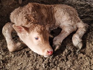 ASAJA Ávila denuncia las "graves consecuencias" que la Enfermedad Hemorrágica Epizoótica está dejando a los ganaderos