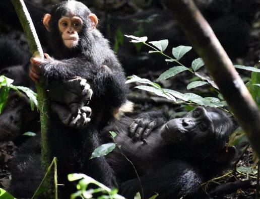 Las madres chimpancés juegan con sus crías incluso si la comida escasea