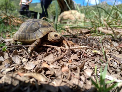 Voluntarios participarán en los censos de tortuga mora en Almería junto con Serbal y la UMH de Elche