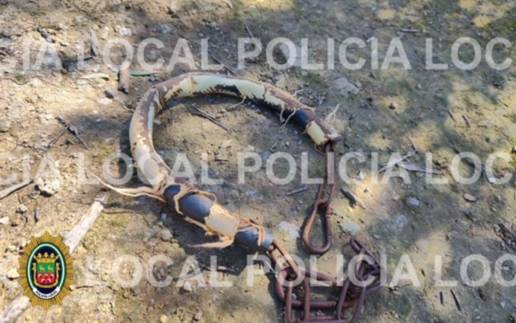 La Policía Local de Cabra investiga el hallazgo de un perro en mal estado encadenado a un olivo