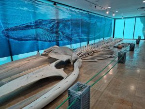 Así ven los océanos los grandes cetáceos: Museo de Ciencias Naturales de València se sumerge en 'El Ojo de la Ballena'