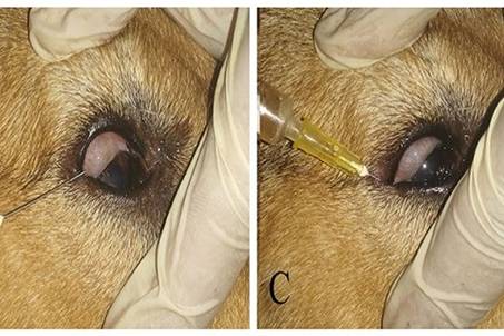Úlcera corneal en perros y gatos: nueva aplicación clínica de la terapia regenerativa mediante inyección subconjuntival de plasma rico en plaquetas autólogo