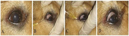 Úlcera corneal en perros y gatos: nueva aplicación clínica de la terapia regenerativa mediante inyección subconjuntival de plasma rico en plaquetas autólogo