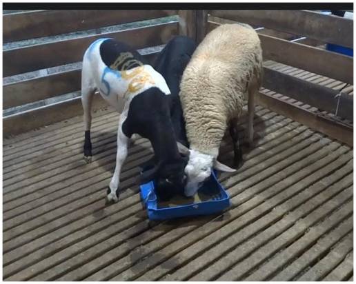 El dolor agudo posterior a la orquiectomía no reduce el interés de los carneros alfa en los recursos alimenticios