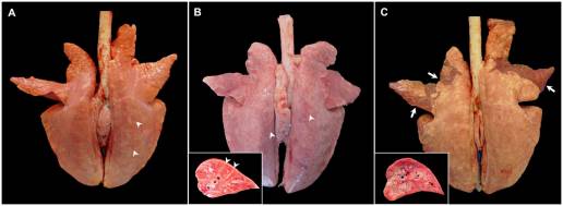 El escenario de la patología pulmonar durante la infección por PRRSV-1