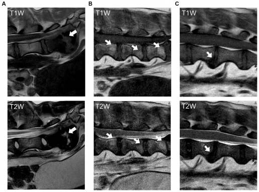 Cambios módicos en la columna vertebral lumbar de perros condrodistróficos y no condrodistróficos con discopatía intervertebral