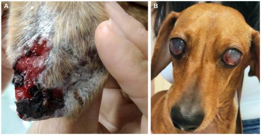 Validación clínica de inmunocomplejos circulantes para su uso como marcador diagnóstico de leishmaniosis canina