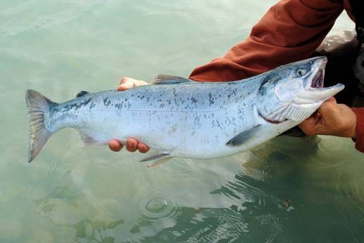 El Gobierno suelta 10.000 alevines en el río Asón para impulsar la repoblación del salmón