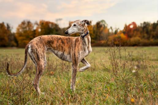 Verdes Equo recurre la resolución de la Junta que permite enterrar en el campo a los perros de caza