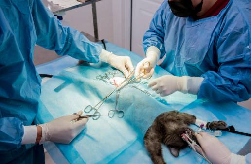 Preparación preoperatoria de pacientes con animales pequeños: una revisión de los antisépticos comunes, estudios comparativos y resistencia