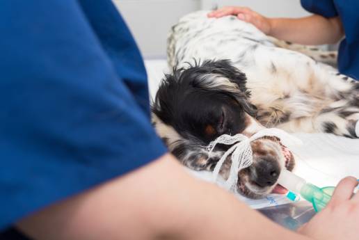El extracto rico en cannabidiol de espectro completo redujo la dosis de propofol necesaria para la inducción anestésica en perros: un estudio piloto