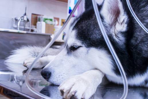 Farmacocinética de una infusión intravenosa continua de hidromorfona en perros sanos