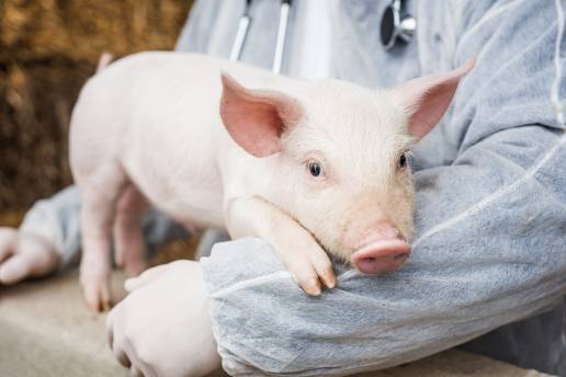 La veterinaria rural representa uno de los segmentos más duros y exigentes de la profesión