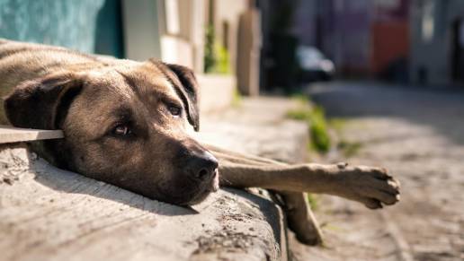 Investigados dos lucenses tras encontrar un perro abandonado que había sido dado de baja por fallecimiento