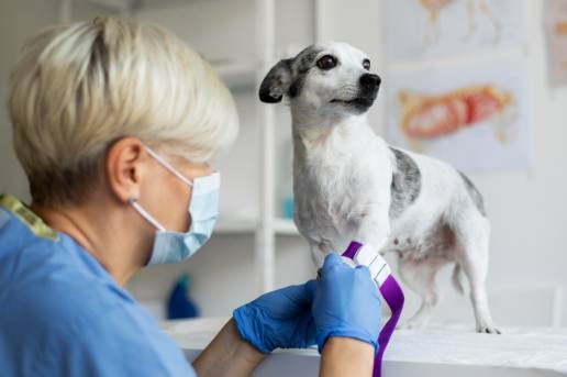 Inicio de la campaña de prevención de la leishmaniosis para clínicas veterinarias, impulsada por el Consejo Andaluz de Colegios de Veterinarios y LETI Pharma