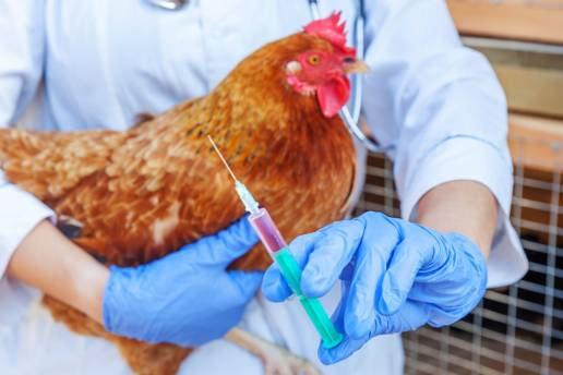 Conocimientos, actitudes y prácticas sobre el uso de antimicrobianos y la resistencia a los antimicrobianos entre los veterinarios profesionales de aves de corral