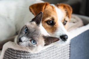 Los perros y gatos transmiten "superbacterias" resistentes a los antibióticos a sus dueños