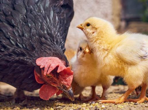 El ECDC y EFSA advierten de que la gripe aviar podría transmitirse en humanos a gran escala por la falta de defensas