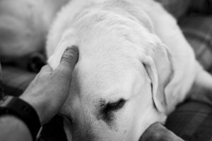 Factores asociados a la eutanasia conductual en perros de compañía