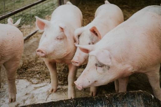 Una evaluación económica de escenarios alternativos de uso de antimicrobianos en granjas porcinas