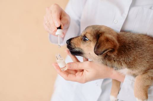 Comportamiento farmacocinético de cuatro preparados de cannabidiol tras la administración oral única en perros