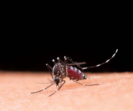 Experta advierte de que las enfermedades transmitidas por mosquitos se están convirtiendo en un fenómeno global
