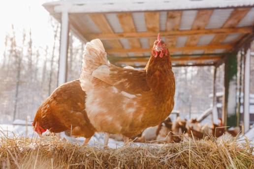 Agricultura destina 300.000 euros en ayudas para vacunación frente a salmonella en avicultura de puesta
