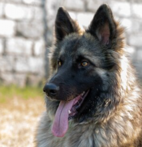  Estepona inicia el expediente para la retirada de unos 40 perros de una finca denunciada por abandono animal