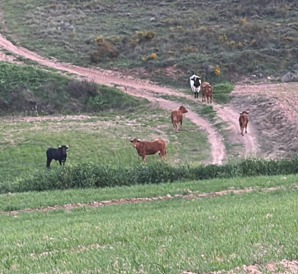 Los toros de la ganadería de Armuña de Tajuña escapados ya están encerrados y sólo quedan dos vacas perdidas
