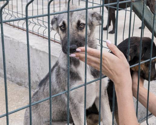  Cádiz se ofrece a redactar el proyecto básico del nuevo Centro de Bienestar Animal de la Mancomunidad