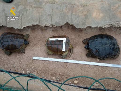 El SEPRONA rescata en 2023 dos cocodrilos del Nilo, una tortuga de 25 kg y una pitón de 2 metros