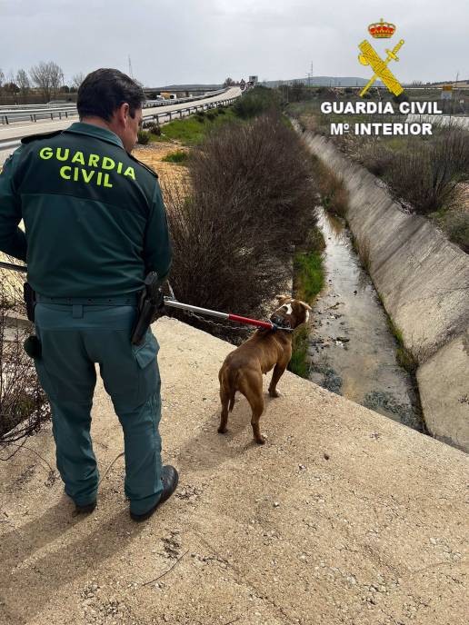 El Seprona rescata a un perro atrapado en un canal de aguas de la autovía A-3 en Zafra de Záncara (Cuenca)