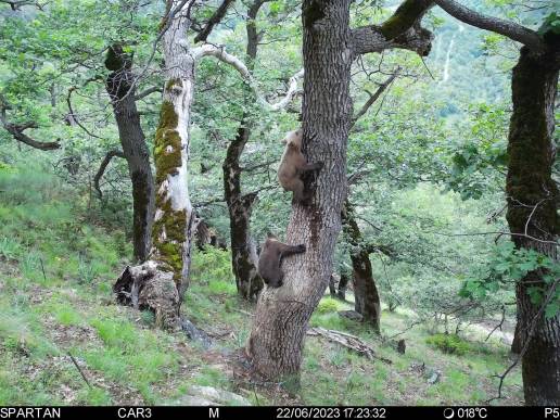 La población de oso pardo en el Pirineo llegó a 83 ejemplares en 2023