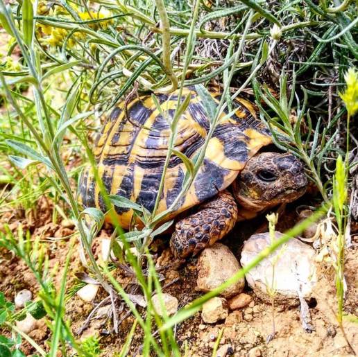 Endesa apoya duplicar el área para la reintroducción de la tortuga mediterránea en Bovera (Lleida)