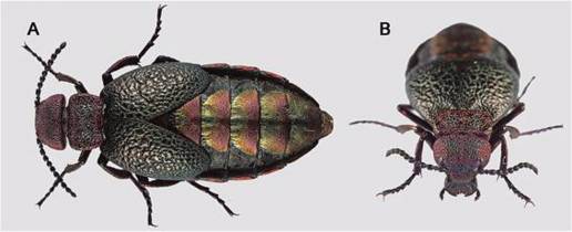Investigadores del CSIC describen una nueva especie de escarabajo africano