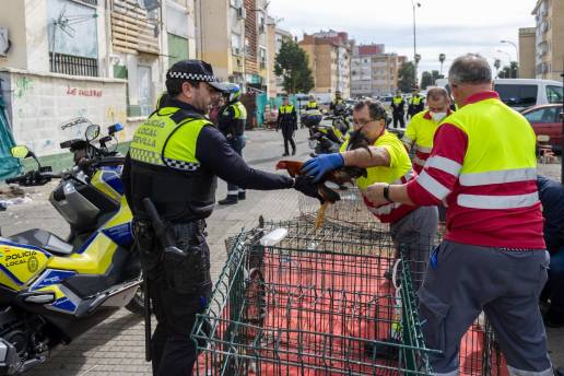 Decomisados en el Polígono Sur de Sevilla 30 gallos de pelea descubiertos en una instalación ilegal en la calle
