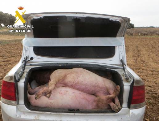 Desarticulado un grupo que cometía robos en explotaciones agropecuarias de Albacete interceptado con 12 cerdos