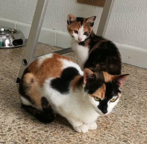 El Ayuntamiento de Calvià aumenta en un 40% la subvención para la esterilización de las colonias de gatos