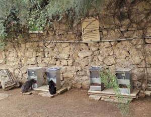 El Ayuntamiento de Jaén estima en "unas 60 o 70" las colonias de gatos y avanza en la puesta en marcha del método CER