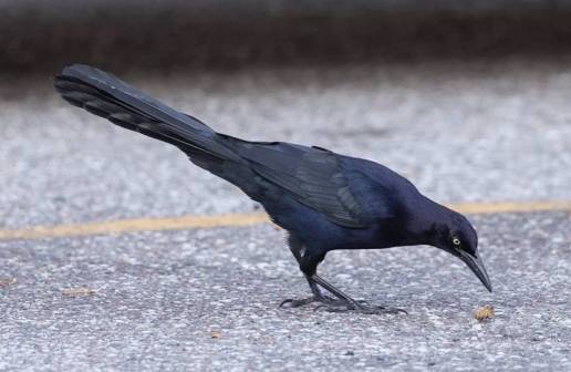Algunos pájaros invaden ciudades evitando riesgos